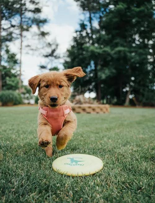 浩源配资 养狗人士要知道，熊孩子熊家长都有人讨厌，何况毛孩子
