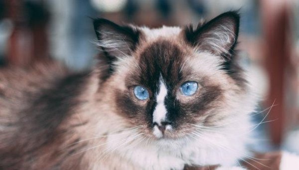 牛来乐 猫咪性格很不稳定，主人靠近它会怎样？